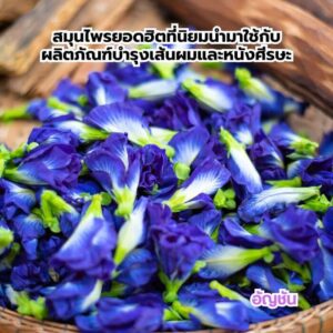 3 สมุนไพรยอดฮิตที่นิยมนำมาใช้กับผลิตภัณฑ์บำรุงเส้นผมและหนังศีรษะ 3 1