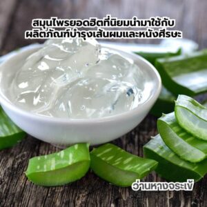 3 สมุนไพรยอดฮิตที่นิยมนำมาใช้กับผลิตภัณฑ์บำรุงเส้นผมและหนังศีรษะ 5 3