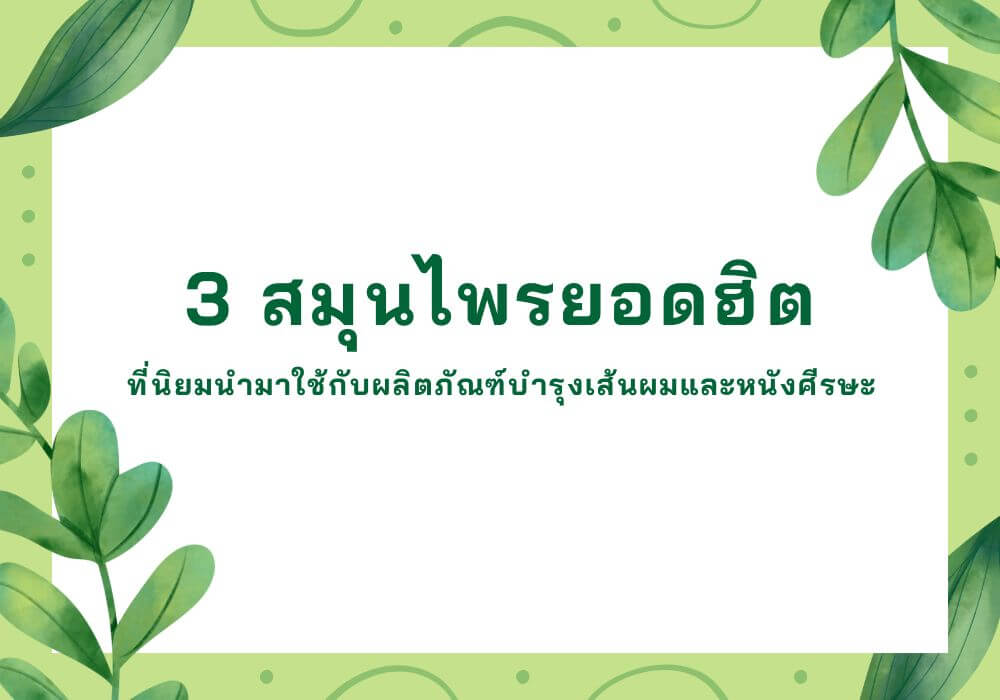 3 สมุนไพรยอดฮิตที่นิยมนำมาใช้กับผลิตภัณฑ์บำรุงเส้นผมและหนังศีรษะ 2 ภาพปกรีวิวเครื่องสำอาง
